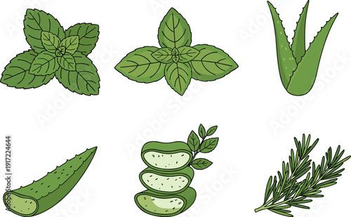Fresh Herbs and Aloe Vera Set with Mint Basil and Rosemary Flat Illustration Botanical Elements