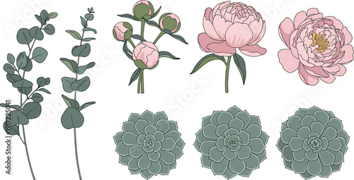 Peony Flowers Eucalyptus Branches and Succulent Plants Flat Illustration Botanical Elements Set