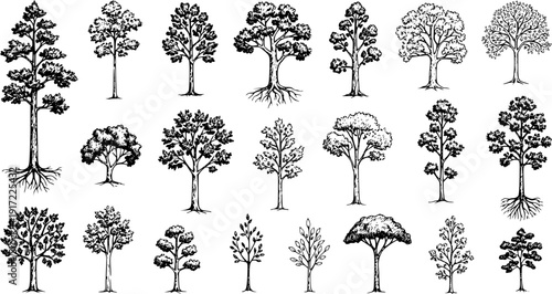 Collection of Hand-Drawn Black and White Illustrations of Various Trees