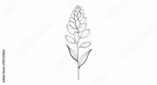 Line drawing of a wheat or grass plant with leaves and a flower head on a white background.