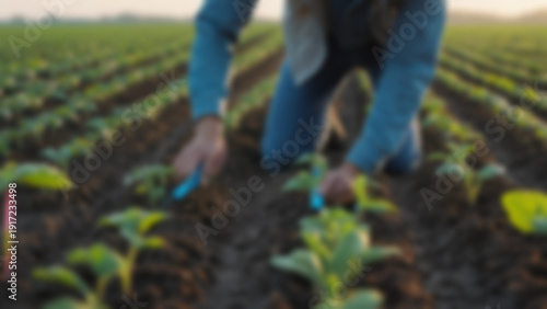 Wallpaper Mural Blurred background of College student installing soil moisture sensor between agricultural crop rows with visible irrigation lines, sunrise casting pink and soft blue tones across farmland horizon. Torontodigital.ca