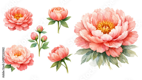 watercolor pink peony clipart for graphic