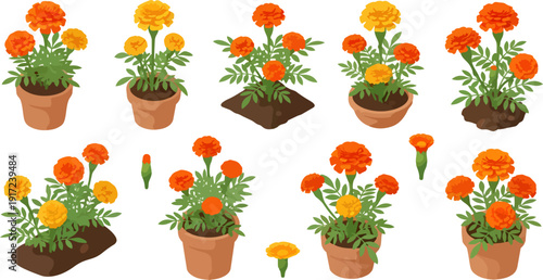flowers orange marigold potted plants