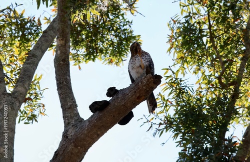 Red shouldered hawk sitting in a tree scratching itself with its talons