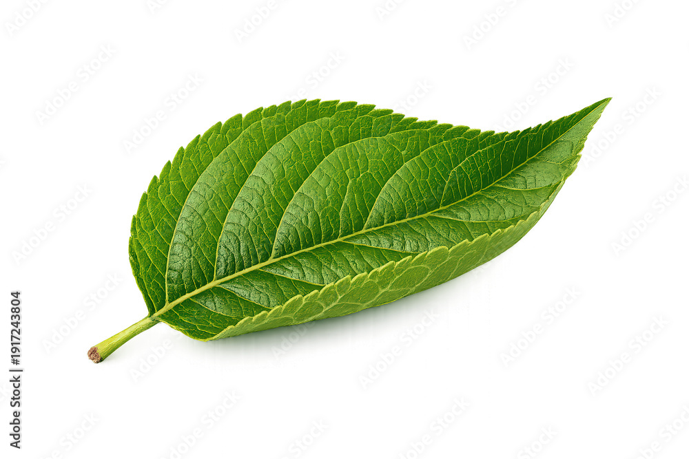 Obraz premium Green leaf isolated, fresh organic foliage on transparent background representing nature, growth, and ecology