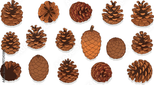 pine cone assortment