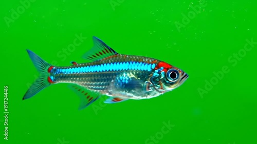 A vibrant blue and red neon tetra fish swimming gracefully in a bright green aquatic environment, showcasing its striking colors and delicate fins.
