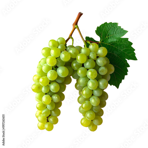 Fresh bunch of green grapes with vine leaves isolated on white background