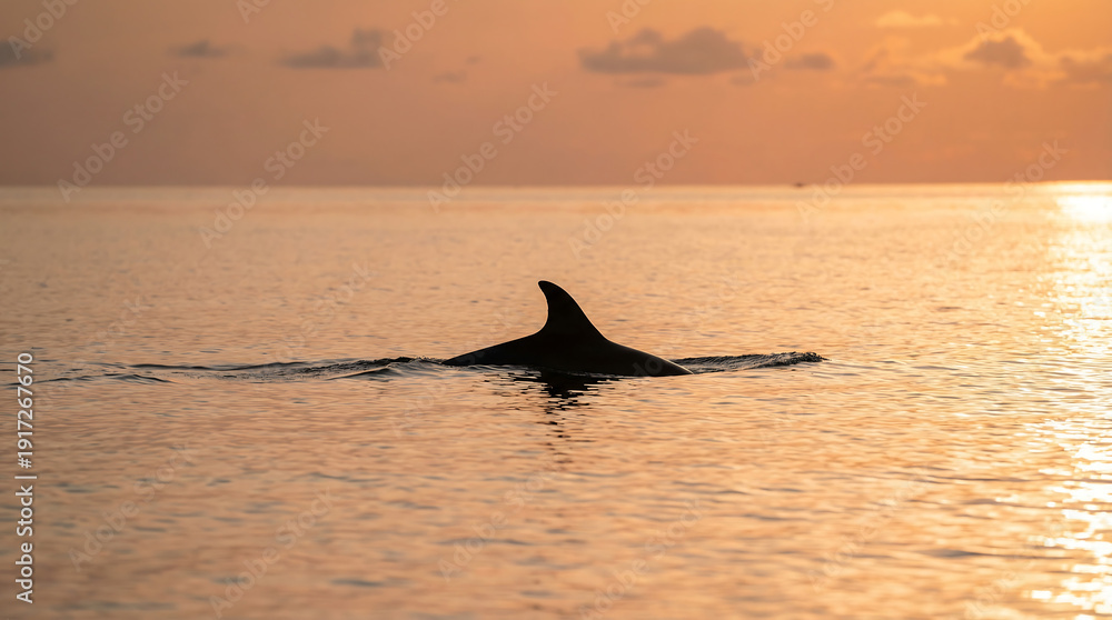 Fototapeta premium Dolphin surfacing in calm ocean waters during a serene golden sunset