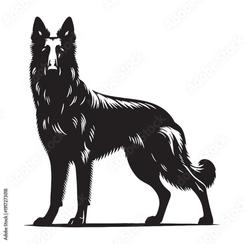 Dutch Shepherd Intelligent Working Dog – Loyal, Athletic, Protective Guardian with Brindle Coat, Strong Herding Instincts, Police and Military Companion, Highly Trainable, Energetic Family Protect.
