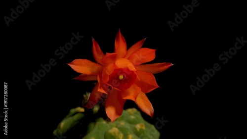 Cactus flower opening time-lapse, isolated on clean background.