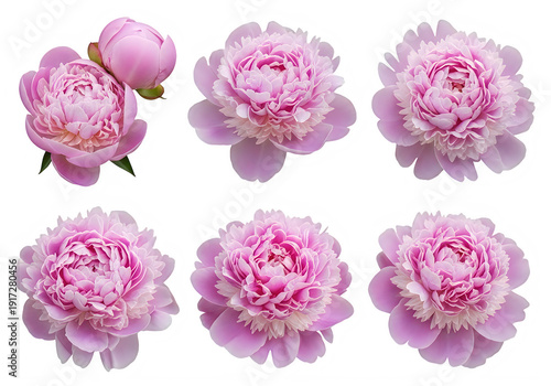 Beautiful pink peonies in full bloom on a white background isolated on transparent background