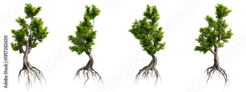Photos Unique fantasy tree with twisted trunk and exposed roots isolated on transparent