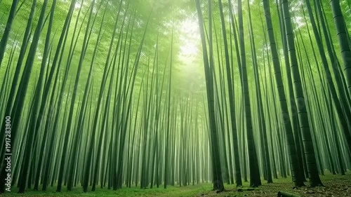 bamboo forest with sunlight