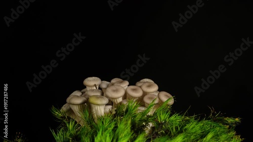 Macro time-lapse of wild mushrooms emerging from the forest floor and moss.