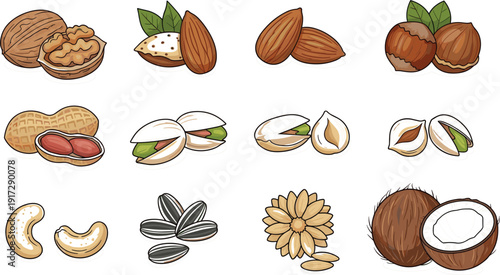 Professional hand-drawn vector set of assorted nuts and seeds featuring walnuts, almonds, peanuts, pistachios, cashews, hazelnuts, sunflower seeds, and coconut for healthy food branding
