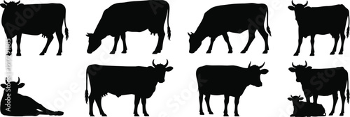 Cow silhouette set vector illustration, farm cattle animals in standing grazing and resting poses, black livestock shapes isolated on white background