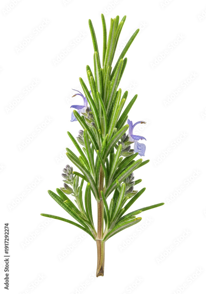 Fototapeta premium Dewy emerald green rosemary sprig with purple blooms, woody stem. Sharp focus, white background, copy space, culinary ingredient concept
