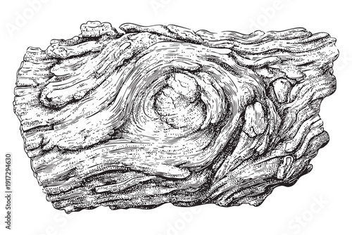 Piece of wood bark texture isolated on transparent background vector illustration vintage sketch style black and white