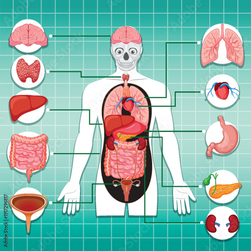 Human Internal Organs Diagram in Medical Vector Illustration