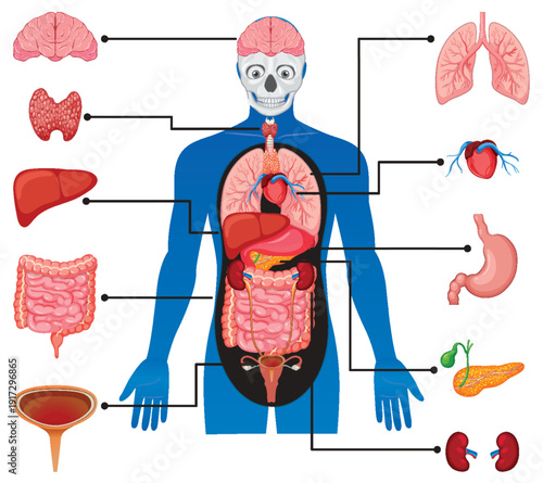 Human Body Internal Organs Educational Vector Diagram