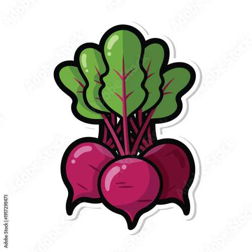 Illustration of beetroot with green leaves, a root vegetable, viewed from the front in a detailed graphic style