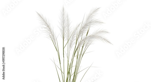 A delicate cluster of ornamental grass with feathery seed heads against a plain background