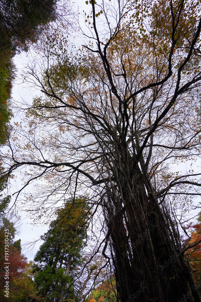Fototapeta premium 京都貴船神社本殿横の桂の巨木
