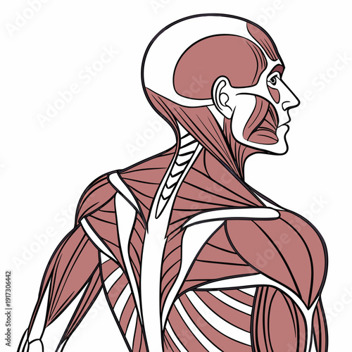 Human muscle anatomy side view human body muscular system