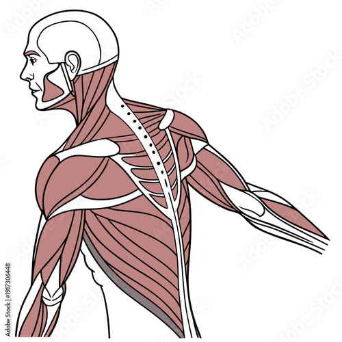 Human muscular system anatomy human body red and white