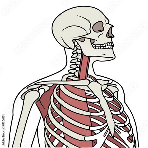 Human skeleton with exposed muscles on upper body bones