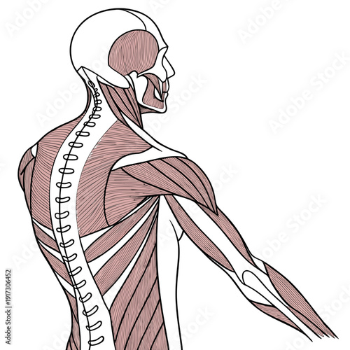 Human muscular system anatomy upper body back view