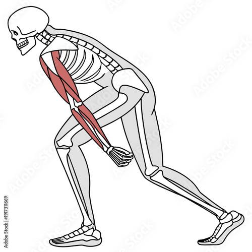 Human skeleton highlighting biceps muscle anatomy