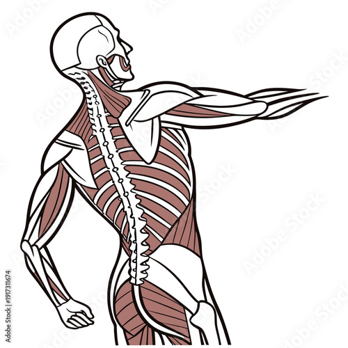 Muscular male anatomy with exposed muscles human anatomy