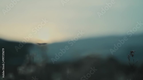 Delicate dry plants stand in silhouette against a serene, muted landscape at dusk, capturing a mood of peaceful solitude and the quiet beauty of a fading day