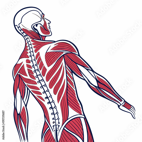 Muscular male anatomy with exposed red muscles and spine