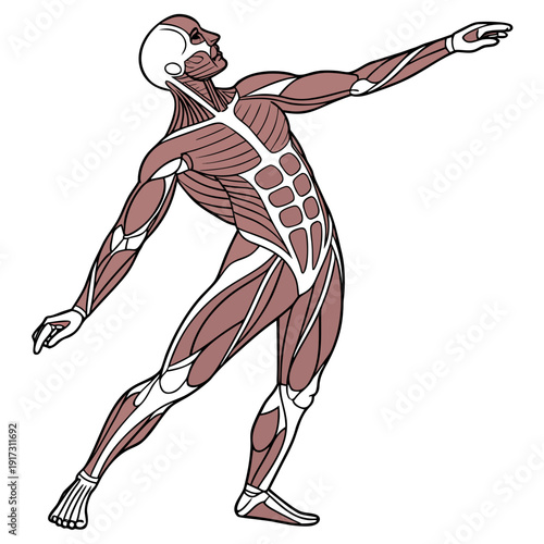 Human muscle anatomy human body medical anatomical
