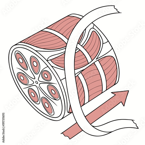 Detailed of layered muscle tissue with white tendons and red vessels