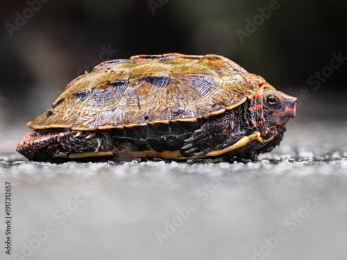 Endngered Ryukyu black-breasted leaf turtle