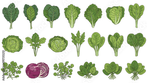 Large collection of diverse green leafy vegetables including different varieties of cabbage spinach and lettuce leaves.