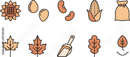 Autumn seeds and fallen leaves set, flat vector illustrations with sunflower, corn, beans, maple leaves, oak leaf and garden scoop isolated on white background.