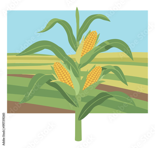 Modern flat illustration of a corn plant depicting ripe ears of corn for agriculture and food production