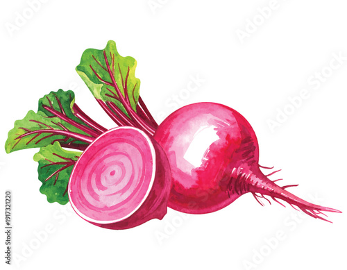 Fresh red beet with green leaves and cut slice in watercolor vector illustration on transparent background