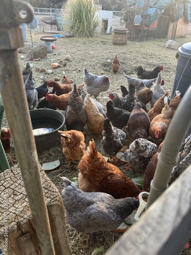 Cuadro en lienzo A large group of various colored hens, including brown, black, and speckled varieties, foraging and eating together in a rustic outdoor farm enclosure