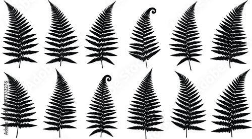 Black fern leaf silhouettes set isolated on white background, botanical foliage collection vector illustration for nature design elements