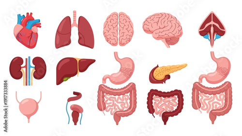 Human Internal Organs Anatomy Illustration Set.
