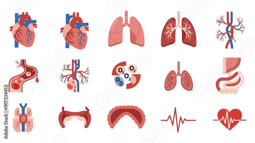 Human Heart and Lung Anatomy Illustrations.