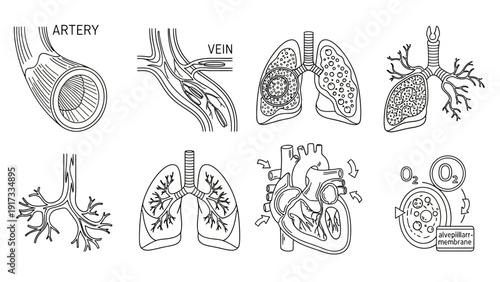 Detailed Anatomical Illustrations of Human Respiratory System.
