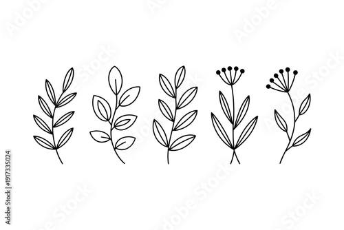 A minimalist line drawing of various botanical elements on a white background