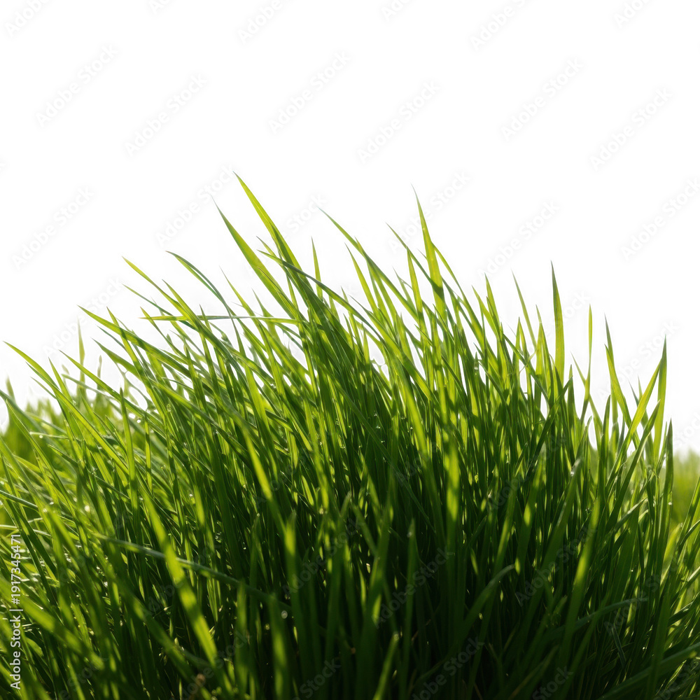 Fototapeta premium Fresh green grass blades clump isolated on white background